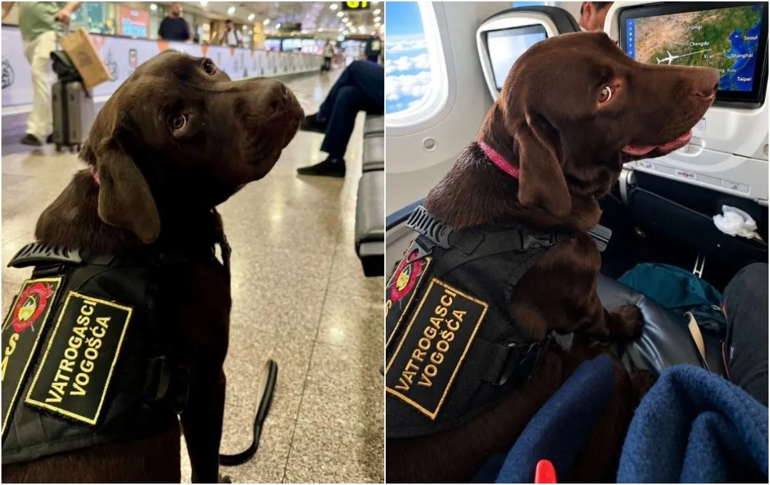 Iz Vogošće među spasilačke K9 timove svijeta: Davorin i potražni pas Đurđa predstavljaju BiH u Kini